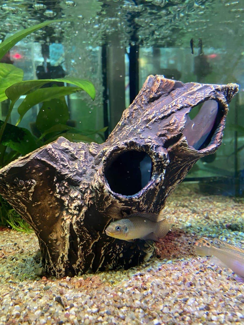Plecoceramics Aquarium Cave - Ceramic Betta Fish Tank Decor - Natural Aquarium Decor - Large Reptile Hide - Fish cave Hideout - Snake Hide - Cave for Cichlids and plecos (Tree Trunk) - Image 5